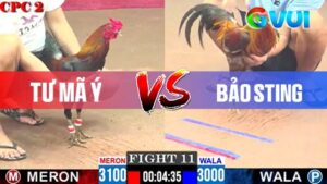 Anh Tư Mã Ý vs anh Bảo Sting 09-05-2025