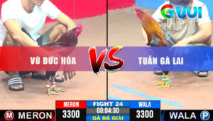 Trận 24 Giải CPC3 31/5/2025 - Đỏ Tuấn Gà Lai Gồng Phản Lụm Vũ Đức Hòa