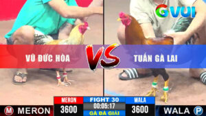 Trận 30 Giải CPC3 31/5/2025 - Gà Cú Vũ Đức Hòa Lụm Gà Điều Tuấn Gà Lai