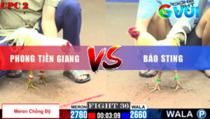 Trận 36 CPC2 23/5/2025 - Gà Đỏ Chồng Độ Hạ Bướm Hiệu Của Bảo Sting