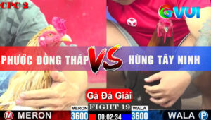 Trận 19 Giải CPC2 1/6/2025-Camelo Quá Hay Gà Xanh Không Quá 2 Tay Nước
