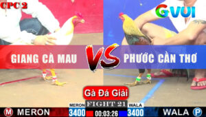 Trận 21 Gải CPC2 1/6/2025- Gà Úa Anh Giang Quá Hay Đâm Chuối Ói Máu