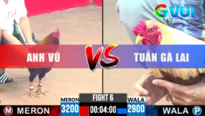Trận 6 CPC3 8/6/2025 - Trận Gà Xổ 200 Giữa Anh Vũ Với Anh Tuấn Gà Lai